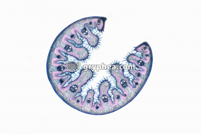 Feuille d'Oyat CT x10 - gryphea.com